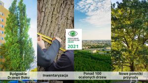 Pomniki przyrody, Bydgoskie Drzewo Roku oraz nasze interwencje – podsumowujemy 2021
