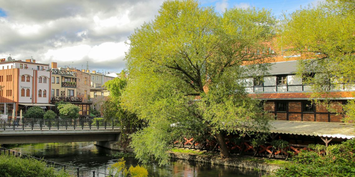 Bydgoskie Drzewo Roku 2023