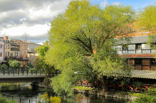 Bydgoskie Drzewo Roku 2023